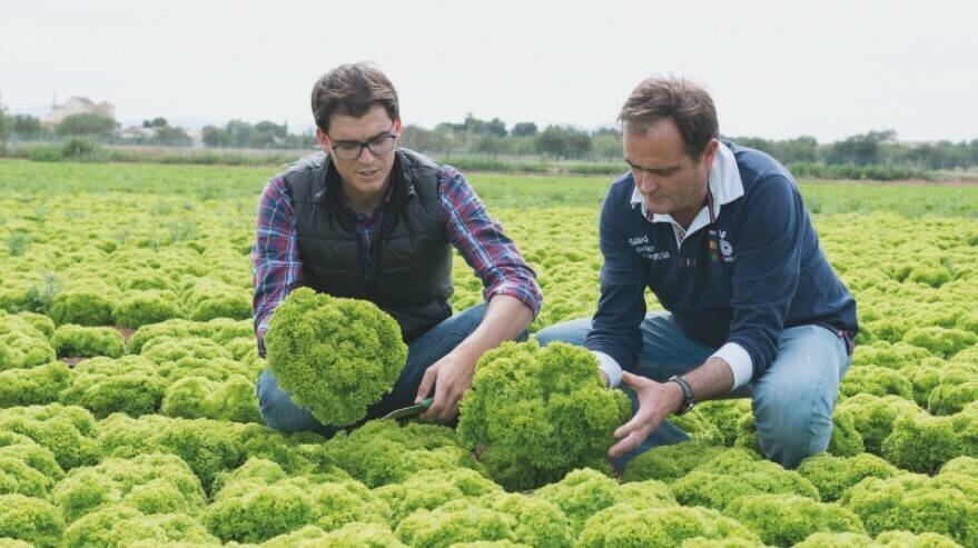 bejo-lechugas-resistentes-bremia|bejo-iberica-lechugas-resistentes-nueva-bremia|bejo-iberica-lechugas-resistentes-bremia